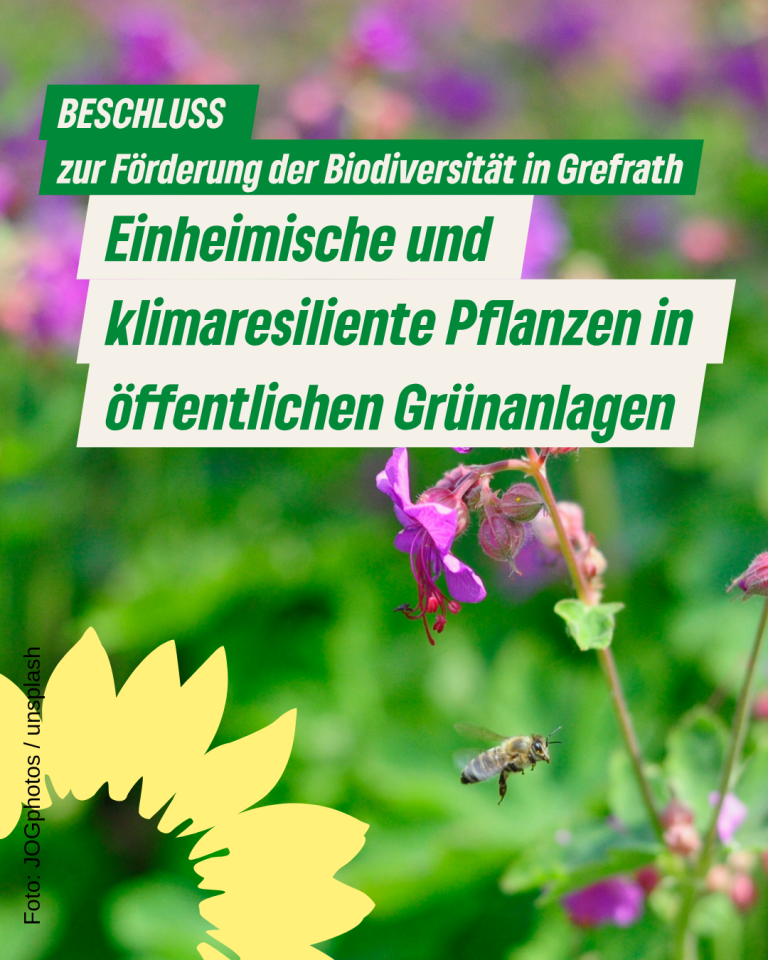Grefrath setzt auf einheimische und klimaresiliente Pflanzen in öffentlichen Grünanlagen